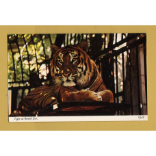 `Tiger at Bristol Zoo` - Postally Unused - Harvey Barton Postcard.