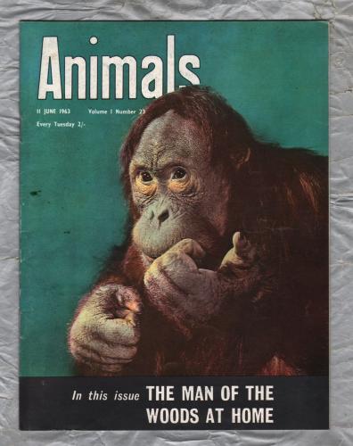 Animals - Vol.1 No.23 - 11 June 1963 - `The Man Of The Woods At Home (Orang-Utan)` - Purnell and Sons Ltd
