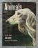 Animals - Vol.2 No.3 - 9 July 1963 - `Saluki - Pride of The Bedouin` - Purnell and Sons Ltd