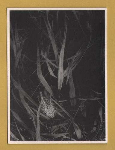 `Winter Reed by Shane Edgar` - Postally Unused - Athena Postcard.