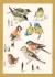 `Garden Birds by Mildred Eldridge` - Postally Unused - The Medici Society Postcard.