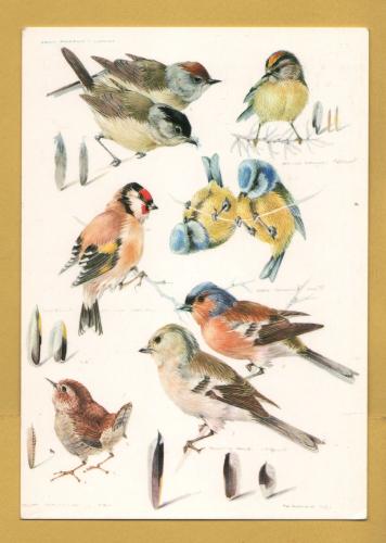 `Garden Birds by Mildred Eldridge` - Postally Unused - The Medici Society Postcard.