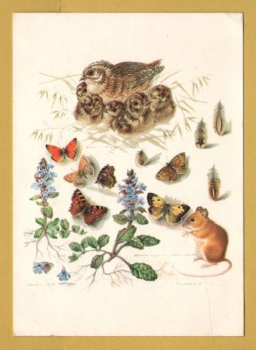 `Bird, Beast and Flower by Mildred Eldridge` - Postally Unused - The Medici Society Postcard.