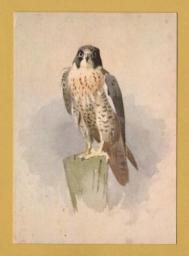 `Peregrine Falcon by Archibald Thorburn` - Postally Unused - J.Arthur Dixon Postcard.
