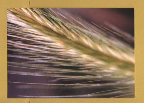 `By Lene Bladbjerg` - Postally Unused - Boomerang Media Postcard.