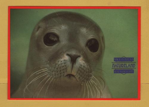 `Skegness - NATURELAND - Seal Sanctuary`- Postally Unused - E.L.P.P. Postcard.