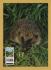 `Stop Illegal POISONING of Our Wildlife - Hedgehog`- Postally Unused - Department of the Environment. Postcard.