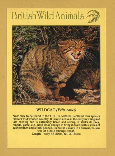 `British Wild Animals - WILDCAT (Felis Catus)`- Postally Unused - J.Arthur Dixon Postcard.