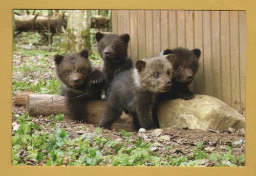 `IFAW`- Postally Unused - IFAW Postcard.