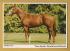 `The Irish National Stud - Ashkalani`- Postally Unused - Real Ireland Design Postcard.