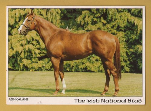 `The Irish National Stud - Ashkalani`- Postally Unused - Real Ireland Design Postcard.