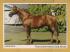 `The Irish National Stud - Indian Ridge`- Postally Unused - Real Ireland Design Postcard.