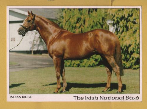 `The Irish National Stud - Indian Ridge`- Postally Unused - Real Ireland Design Postcard.