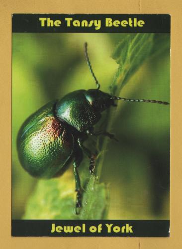 `The Tansy Beetle - Jewel of York - 2011`- Postally Unused - Geoff Oxford Postcard.