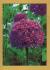 `GARDNERS` WORLD Magazine - Summer Bulbs, Allium Aflatunense`- Postally Unused - Magazine. Postcard.