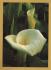 `GARDNERS` WORLD Magazine - Summer Bulbs, Zantedeschia Aethiopica`- Postally Unused - Magazine. Postcard.