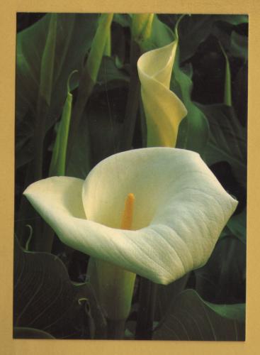 `GARDNERS` WORLD Magazine - Summer Bulbs, Zantedeschia Aethiopica`- Postally Unused - Magazine. Postcard.