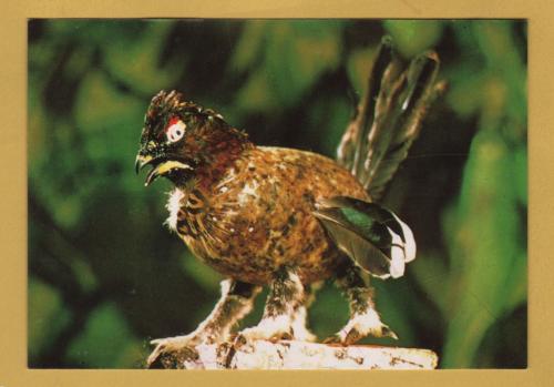 `HAGGIS - A Beasty Unique to Scotland`- Postally Unused - Braemar Films Postcard.