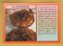 `N 1755 - Cuisine De Gascogne - La Tourtiere`- Postally Used-1990 - Elee Postcard.