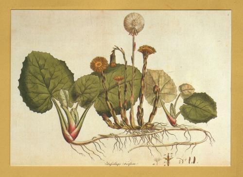 `Plants - Coltsfoot (Tussilago farfara) from `Flora Londinensis` 1798 by William Curtis` - Postally Unused - Chelsea Psychic Garden Postcard.
