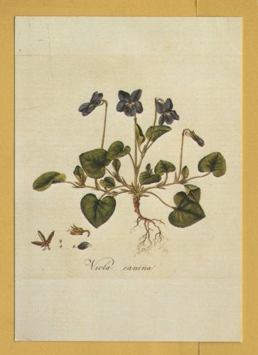 `Plants - Dog Violet (Viola riviniana) from `Flora Londinensis` 1798 by William Curtis` - Postally Unused - Chelsea Psychic Garden Postcard.
