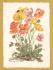 `Plant - Alpenmohn by Anna Maria Schwarz-Torinus` - Postally Unused - Edition Korsch Postcard.