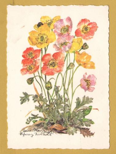 `Plant - Alpenmohn by Anna Maria Schwarz-Torinus` - Postally Unused - Edition Korsch Postcard.