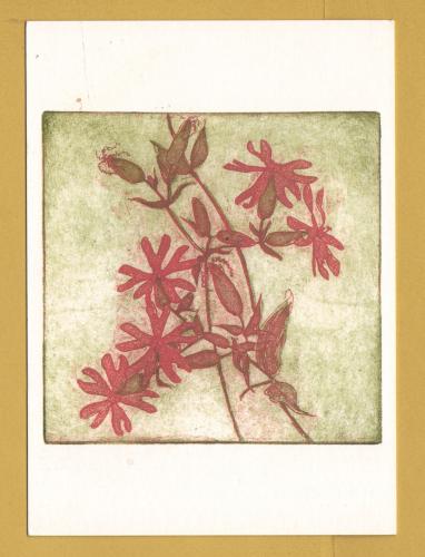 `Plant - Red Campion, Silene dioica by Sally Corbet` - Postally Unused (although message written to rear) - Producer Unknown Postcard.