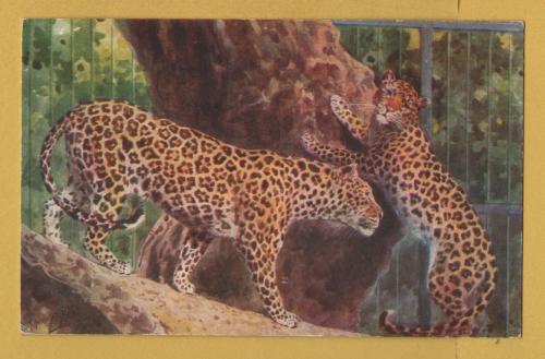 `Leopards at the Zoo` - Postally Unused - J.Salmon Postcard.