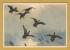 `Mallards in a Misty Morning by Peter Scott` - Postally Unused - Royle Publications Postcard.