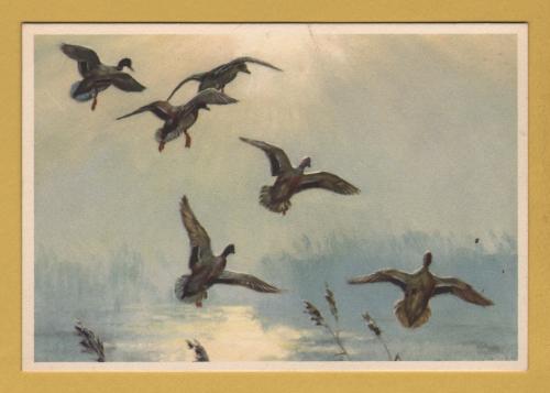 `Mallards in a Misty Morning by Peter Scott` - Postally Unused - Royle Publications Postcard.