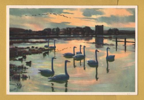 `Flood Waters at Threave, Whooper Swans by Peter Scott` - Postally Unused - Royle Publications Postcard.