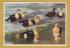 `King Eiders on Ice by Peter Scott` - Postally Unused - Royle Publications Postcard.