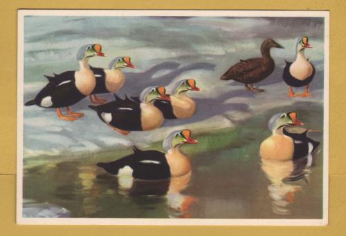 `King Eiders on Ice by Peter Scott` - Postally Unused - Royle Publications Postcard.