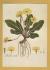`Plants - Primrose - Primula Vulgaris by William Curtis` - Postally Unused - Chelsea Physic Garden Postcard.