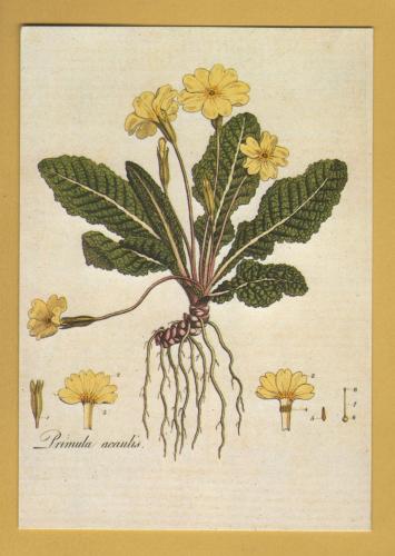 `Plants - Primrose - Primula Vulgaris by William Curtis` - Postally Unused - Chelsea Physic Garden Postcard.