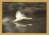 `Take Off, Speed and Grace as the Swan Lifts off From the Thames` - Postally Unused - Chris Andrews Photographic Art Postcard.