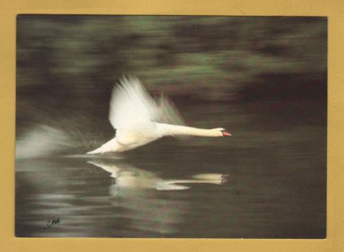 `Take Off, Speed and Grace as the Swan Lifts off From the Thames` - Postally Unused - Chris Andrews Photographic Art Postcard.