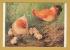 `Buff Pekings with Chicks by Geoffrey Campbell Black` - Postally Unused - The Medici Society Postcard.