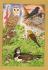 `British Birds - Common Birds of Farmland and Hedgerow-Summer by Michael Stringer` - Postally Unused - Michael Stringer Postcard.