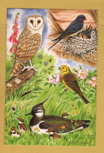 `British Birds - Common Birds of Farmland and Hedgerow-Summer by Michael Stringer` - Postally Unused - Michael Stringer Postcard.