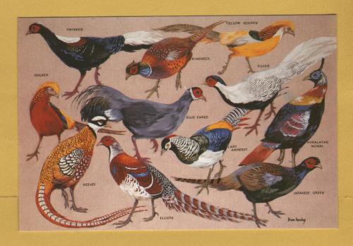 `The Bird Garden, Harewood, Yorkshire, UK - Pheasants by Brian Rawlings` - Postally Unused - Interprint Postcard.
