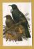 `TUI, (Prosthermadera novaeseelandise, New Zealand` - Postally Used-1999 - Tiki Postcard.