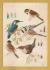 `Waterside Birds by Michael Eldridge` - Postally Unused - The Medici Society Postcard.