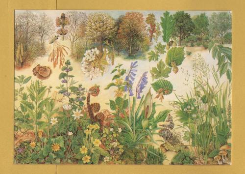 `Deciduous Woodland` - Postally Unused - British Museum (Natural History) Postcard.