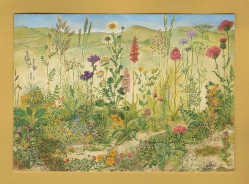 `Chalk Grassland` - Postally Unused - British Museum (Natural History) Postcard.