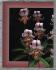 ORCHID DIGEST - Jan, Feb, Mar 2004 - Vol.68 No.1 - `Controlling Pests in Your Greenhouse Without Poisons` - The Orchid Digest Corporation