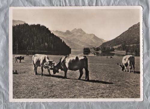 `Idyll am See von Campfer Blick gegen Silvaplana und Piz della Margna` - Postally Unused - Otto Furter Postcard