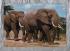 `East African Game (Elephants) - Postally Used - Kilindini Road 8th August 1969 Mombasa Kenya Postcard - Italcolor Postcard