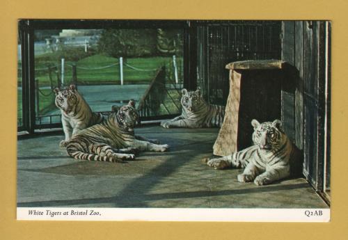 `White Tigers at Bristol Zoo` - Postally Unused - Harvey Barton Postcard.